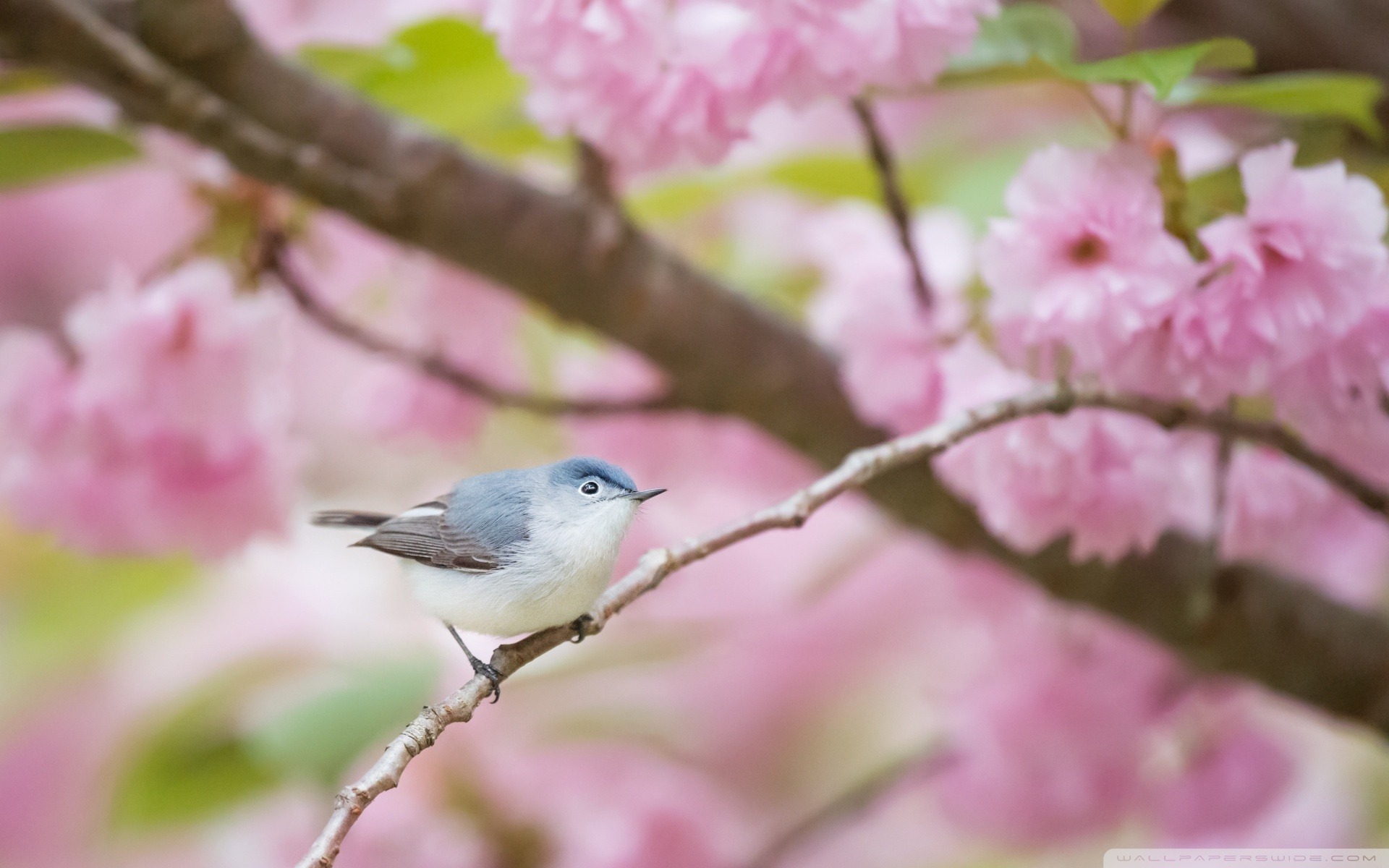 blue_gray_gnatcatcher_bird_spring-wallpaper-1920x1200